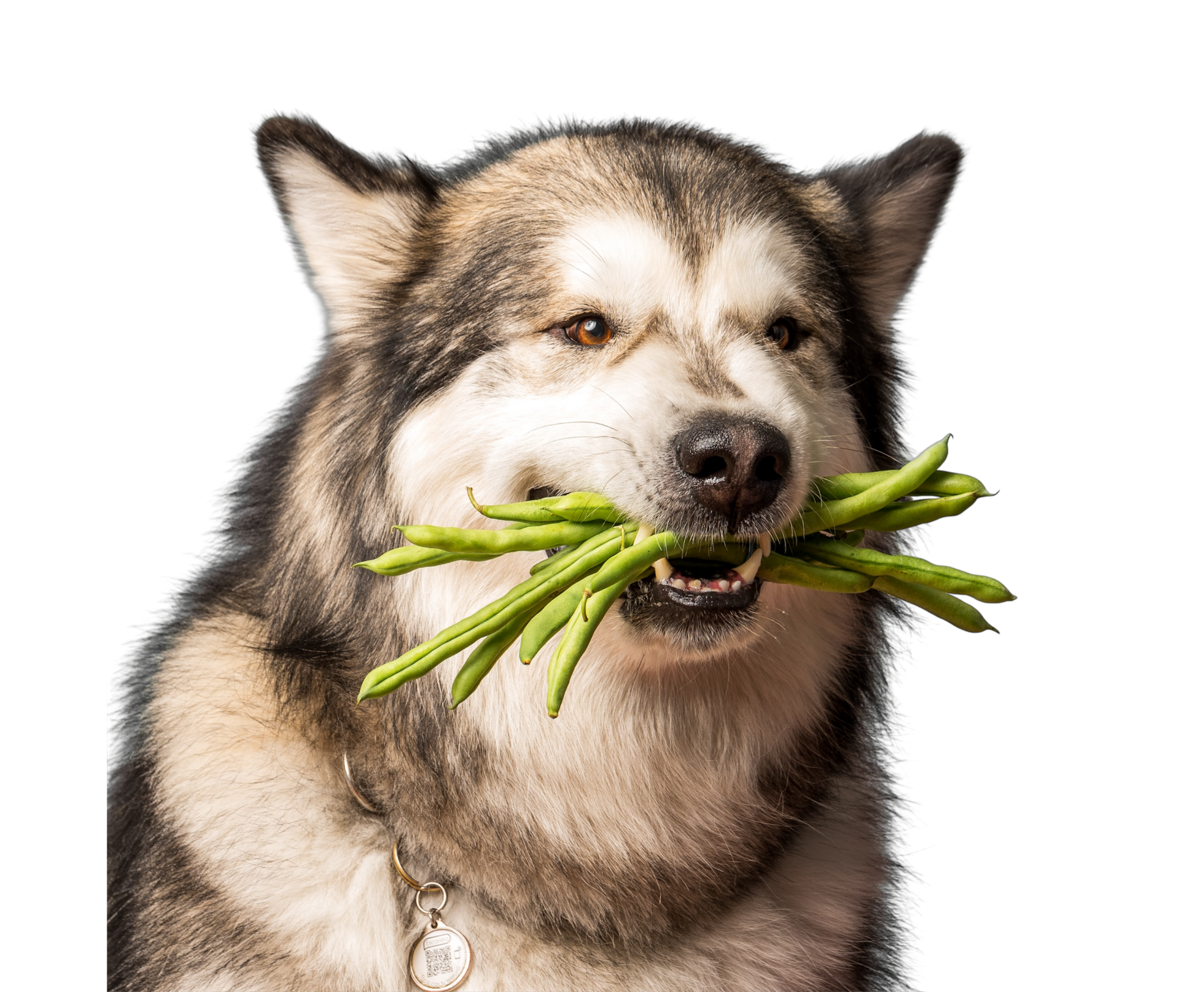 Perro con vegetales